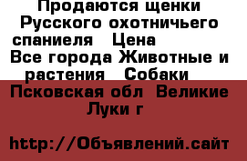 Продаются щенки Русского охотничьего спаниеля › Цена ­ 25 000 - Все города Животные и растения » Собаки   . Псковская обл.,Великие Луки г.